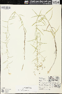 Palustricodon aparinoides image