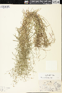 Palustricodon aparinoides image