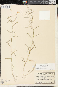 Palustricodon aparinoides image