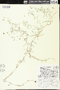 Palustricodon aparinoides image