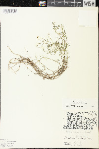 Palustricodon aparinoides image