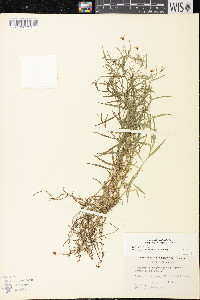 Palustricodon aparinoides image