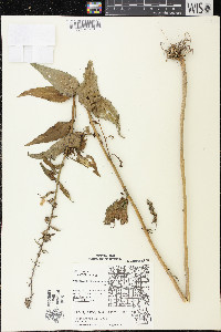 Campanula rapunculoides image