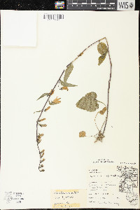 Campanula rapunculoides image