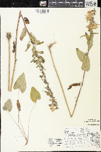 Campanula rapunculoides image