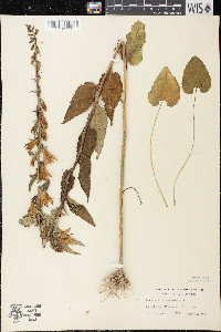 Campanula rapunculoides image