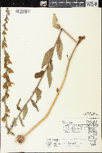 Campanula rapunculoides image