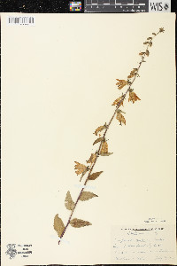 Campanula rapunculoides image