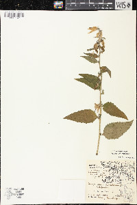 Campanula rapunculoides image