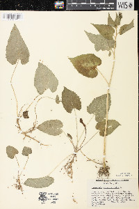 Campanula rapunculoides image