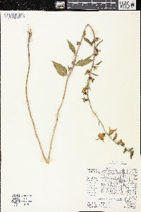 Campanula rapunculoides image