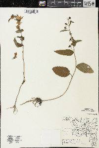 Campanula rapunculoides image