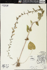 Campanula rapunculoides image