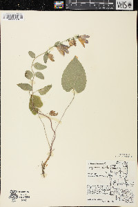 Campanula rapunculoides image