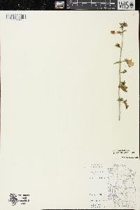 Campanula rapunculoides image