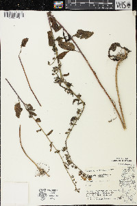 Campanula rapunculoides image