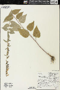 Campanula rapunculoides image