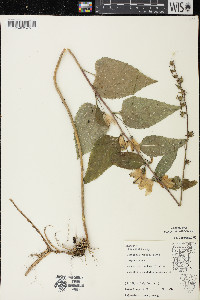 Campanula rapunculoides image