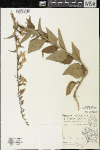 Campanula rapunculoides image