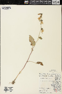 Campanula rapunculoides image