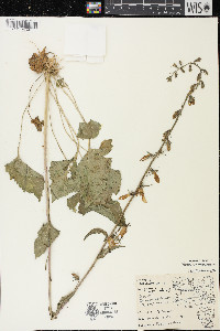 Campanula rapunculoides image