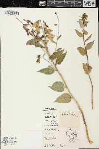 Campanula rapunculoides image