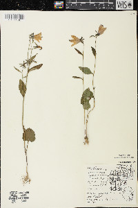 Campanula rapunculoides image