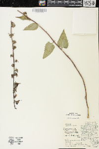 Campanula rapunculoides image