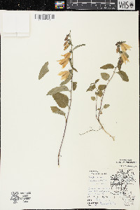 Campanula rapunculoides image