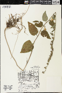 Campanula rapunculoides image