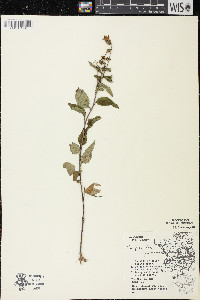 Campanula rapunculoides image