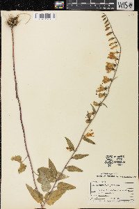 Campanula rapunculoides image