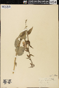 Campanula rapunculoides image