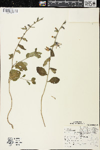 Campanula rapunculoides image