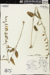 Campanula rapunculoides image