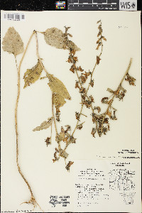 Campanula rapunculoides image