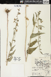 Campanula rapunculoides image