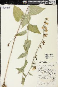 Campanula rapunculoides image