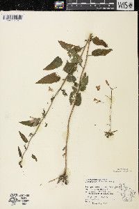 Campanula rapunculoides image