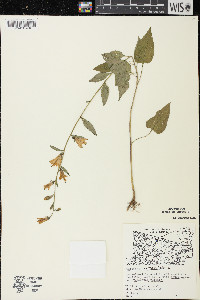 Campanula rapunculoides image