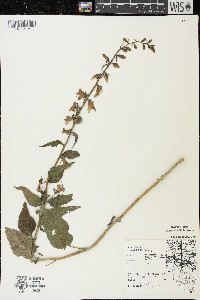 Campanula rapunculoides image