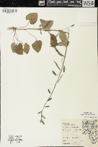 Campanula rapunculoides image