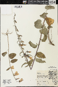 Campanula rapunculoides image