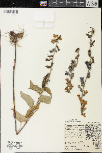 Campanula rapunculoides image