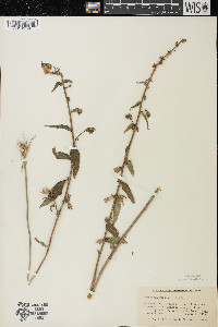 Campanula rapunculoides image