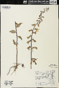 Campanula rapunculoides image