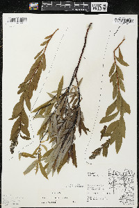 Salix petiolaris image