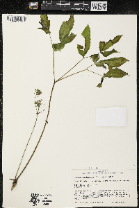 Aralia nudicaulis image