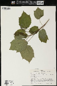 Acer spicatum image