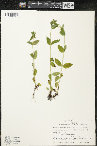 Halenia deflexa image